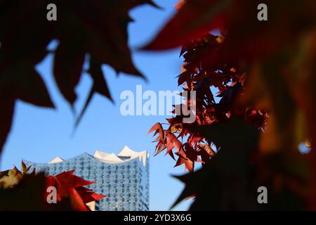 Caratteristica estate indiana: Traumhaftes Herbstwetter ad Amburgo, Mitte Oktober. Wirkt wie von buntem Laub umrahmt: Die Elbphilharmonie in der HafenCity. *** Caratterizzato da estate indiana fantastico clima autunnale ad Amburgo a metà ottobre l'Elbphilharmonie a HafenCity sembra essere circondato da fogliame colorato Foto Stock