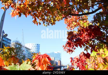 Caratteristica estate indiana: Traumhaftes Herbstwetter ad Amburgo, Mitte Oktober. Wirkt wie von buntem Laub umrahmt: Die Elbphilharmonie in der HafenCity. *** Caratterizzato da estate indiana fantastico clima autunnale ad Amburgo a metà ottobre l'Elbphilharmonie a HafenCity sembra essere circondato da fogliame colorato Foto Stock