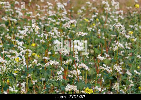 Primo piano di delicati fiori bianchi di grano saraceno in piena fioritura, circondati da foglie verdi lussureggianti Foto Stock