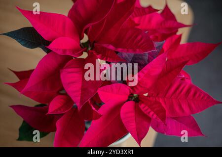 Vista dall'alto della vivace poinsettia conosciuta anche come Euphorbia pulcherrima, fiore con foglie rosse profonde, popolare come decorazione interna durante l'inverno Foto Stock