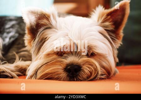 Ritratto di un cane dello Yorkshire Terrier che dorme pacificamente sul divano arancione, sul divano, sul cuscino di casa. Un piccolo cane marrone lap sta riposando all'interno. Divertente c Foto Stock