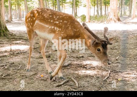 Giovane cervo a riposo maschile che pascolano nella radura della foresta illuminata dal sole. Foto Stock