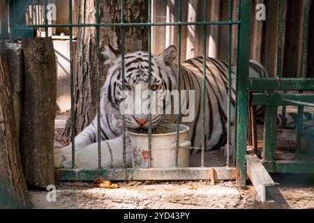 La maestosa tigre bianca si stende tranquillamente in un recinto con ciotola. Foto Stock