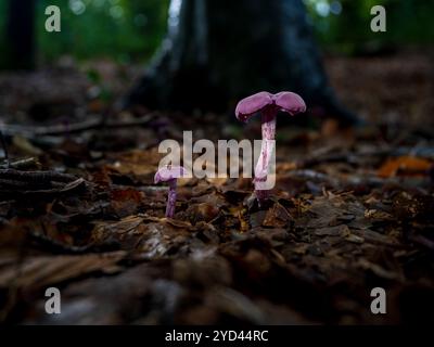 L'ametista inganna i funghi nella lettiera Foto Stock