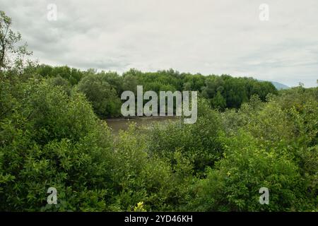 Vista sulla foresta di mangrovie verdi. Ecosistema di mangrovie. Foto Stock