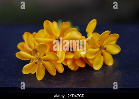 Vista ravvicinata del Kedah Gardenia giallo o del fiore di Gardenia dorata Foto Stock