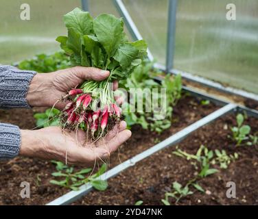 Un anziano agricoltore maschio tiene un mucchio di giovani radiaci in una serra Foto Stock