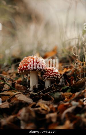 Funghi e toadstool autunno umore autunnale Foto Stock