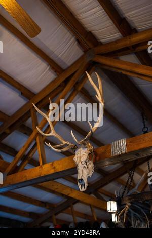 Teschio di cervo montato con palchi esposti su una trave di legno a soffitto Foto Stock