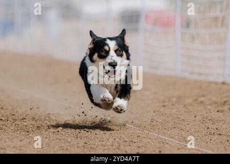 Pembroke Welsh Corgi Running Lure Course Sprint Dog Sport Foto Stock