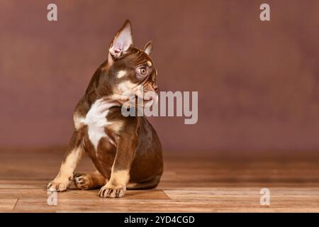 Nuovo cucciolo Bulldog francese color arancio Mocca di Schade seduto di fronte a sfondo marrone Foto Stock