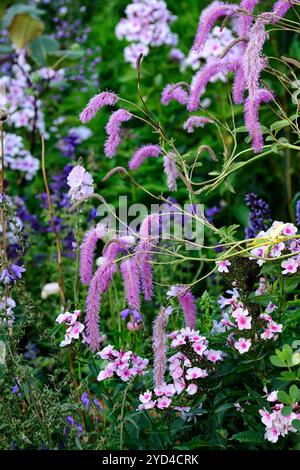 Phlox paniculata occhi luminosi,Sanguisorba hakusanensis scoiattolo lilla,fiori rosa e viola,fioritura,perenne,perenne,perenne,pianta mista,RM F Foto Stock