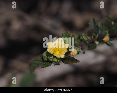 Iuta cubana (Sida rhombifolia) Foto Stock