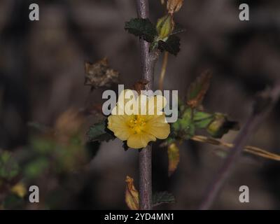 Iuta cubana (Sida rhombifolia) Foto Stock