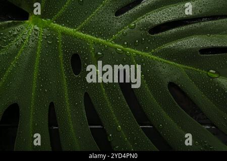 Foglia verde bagnata di pianta di monstera con gocce d'acqua su sfondo nero. Fotografia macro. Vista dall'alto Foto Stock