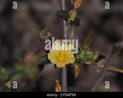 Iuta cubana (Sida rhombifolia) Foto Stock