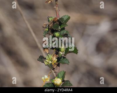 Iuta cubana (Sida rhombifolia) Foto Stock