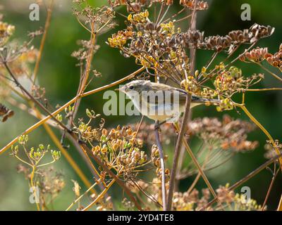 Uccello Chiffchafff arroccato sul prezzemolo di mucca Foto Stock