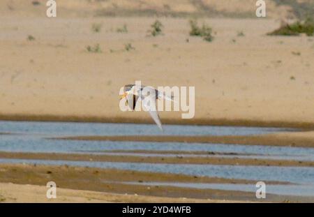 Tern con panciotto nero (Sterna acuticauda) Foto Stock