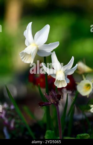 Narcissus thalia, narcischi bianchi, triandrus, fiore multigetto, fiori bianchi, narcischi bianchi, narcisi, narcischi, narcischi, primavera in giardino, RM Floral Foto Stock