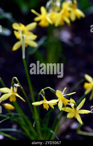 Narciso piccole bollicine, croce di jonquil, fiori a testa multipla, fiori gialli, narciso giallo, narcisi, narcisi, narcisi, primavera in giardino, narcisi in miniatura, daffodil Foto Stock