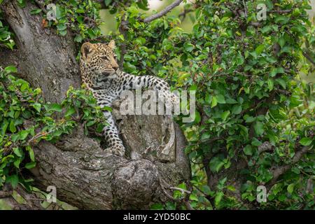 Il cucciolo di leopardo giace in un albero che guarda fuori Foto Stock