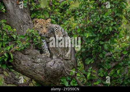 Il cucciolo di leopardo giace una zampa pendente sull'albero Foto Stock