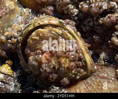 Chama invertito (Pseudochama exogyra) Foto Stock