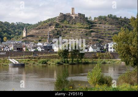 Kobern-Gondorf Germania 6 ottobre 2024. Vista sul fiume Mosella fino alla città sulle sponde opposte e al castello schloss sulla collina ricoperta di vigneti. Sulla riva vicina Gerusalemme il carciofo Helianthus tuberosus cresce in abbondanza sulle rive. pendenze, Foto Stock