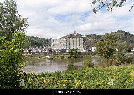 Kobern-Gondorf Germania 6 ottobre 2024. Vista sul fiume Mosella fino alla città sulle sponde opposte e al castello schloss sulla collina ricoperta di vigneti. Sulla riva vicina Gerusalemme il carciofo Helianthus tuberosus cresce in abbondanza sulle rive. pendenze, Foto Stock