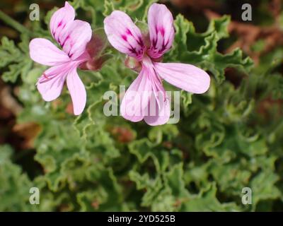 Geranio lievito di rovere (Pelargonium quercifolium) Foto Stock