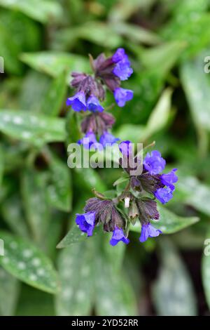 Pulmonaria longifolia Ballyrogan Blue, foglie macchiate, fogliame macchiato, giardino boscoso, ombra, ombreggiato, fiori blu, RM Floral Foto Stock