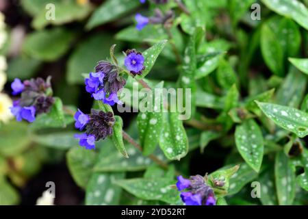 Pulmonaria longifolia Ballyrogan Blue, foglie macchiate, fogliame macchiato, giardino boscoso, ombra, ombreggiato, fiori blu, RM Floral Foto Stock