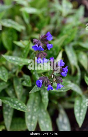 Pulmonaria longifolia Ballyrogan Blue, foglie macchiate, fogliame macchiato, giardino boscoso, ombra, ombreggiato, fiori blu, RM Floral Foto Stock