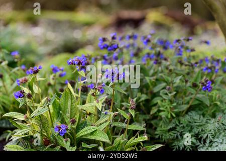 Pulmonaria, foglie a chiazze, fogliame a chiazze, giardino boschivo, ombra, ombreggiato, fiori blu, RM floreale Foto Stock