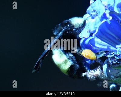 American Bumble Bee (Bombus pensylvanicus) Foto Stock