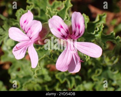 Geranio lievito di rovere (Pelargonium quercifolium) Foto Stock