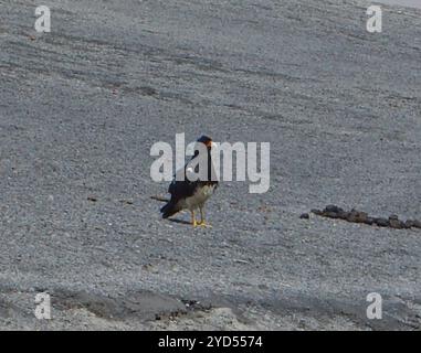 Monte Caracara (Daptrius megalopterus) Foto Stock