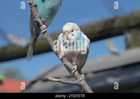 Pappagalli blu e bianchi su un ramo d'albero Foto Stock