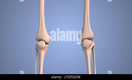 Concetto medico del sistema scheletrico nella gamba umana Foto Stock