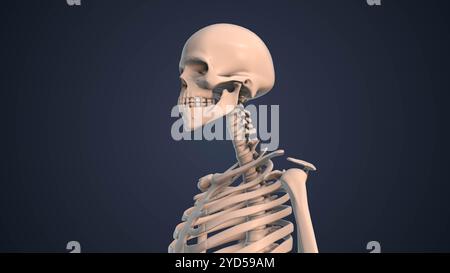 Sistema scheletrico nel corpo umano Foto Stock