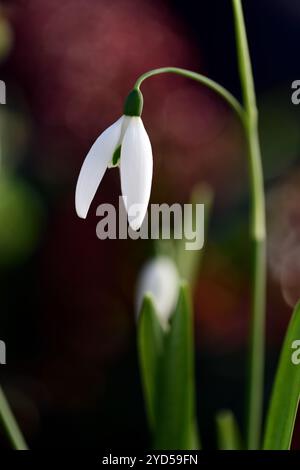 Galanthus elwesii fly fishing,Snowdrop, fiore,all'inizio,snowdrop,bianco,fiori,fiore,lampadine,snowdrops,Molla,fioritura,collezionisti,raro,galantophile,RM fl Foto Stock