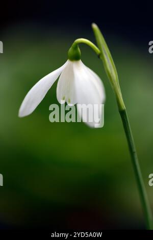 Galanthus peshmenii kastellorizo, autunno autunnale, caduta, fiori, fiori, fioritura, snowdrop, bucaneve, RM Floral Foto Stock