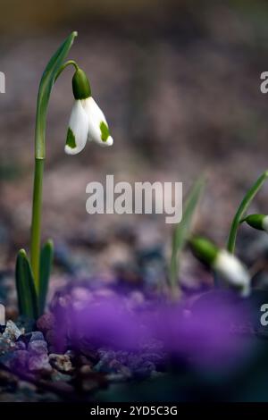 Galanthus Trymming,Virescent snowdrop,Early Flowing snowdrop,Virescents,Early Flowing Snow drops,Spring Flowing,Snowdrops,Collector,Flower,colle Foto Stock