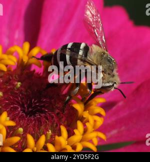 Ape da scarificatore a quattro strisce (Amegilla quadrifasciata) Foto Stock