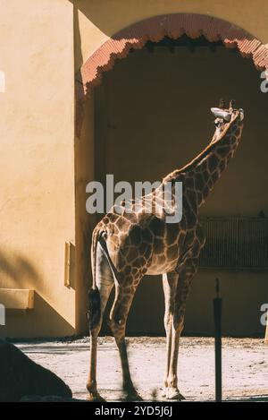 La giraffa allunga il collo verso il cielo, crogiolandosi alla luce calda del sole. Le pareti dorate del recinto creano uno splendido sfondo Foto Stock