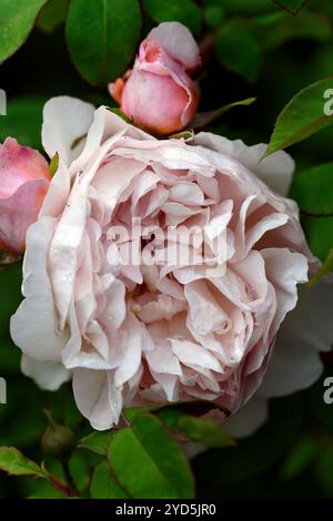 Rosa Boscobel,Auscousin,Rose Boscobel,inglese arbusto Rosa,David Austin rosa,rosa,rosa corallo,rose,fiore,fiore,fiore,profumo,profumato,Myrrra,RM floreale Foto Stock
