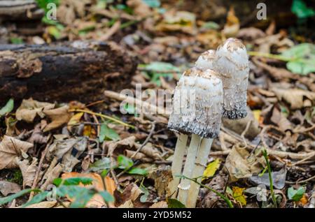 Funghi conici bianchi che crescono nel sottobosco di una foresta Foto Stock