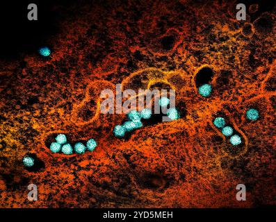 Micrografia elettronica di trasmissione delle particelle del virus del Nilo occidentale (verde acqua) che si replica all'interno del citoplasma di una cellula infetta VERO E6 (marrone). Foto Stock