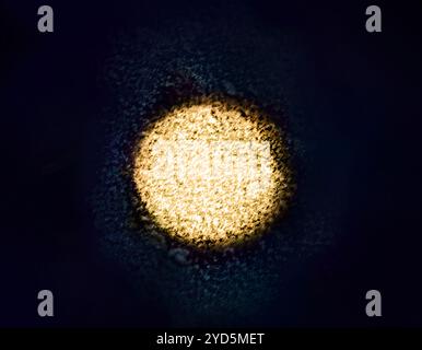 Micrografia elettronica a trasmissione colorata di un virion dell'epatite C. Foto Stock